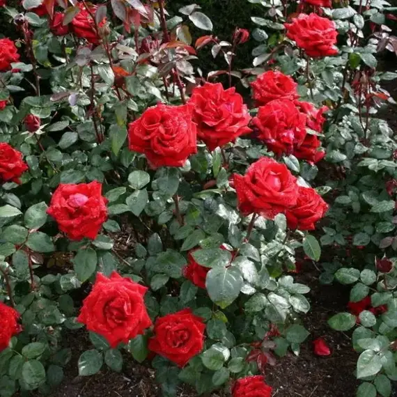 Роза чайно-гибридная Ингрид Бергман, изображение 2