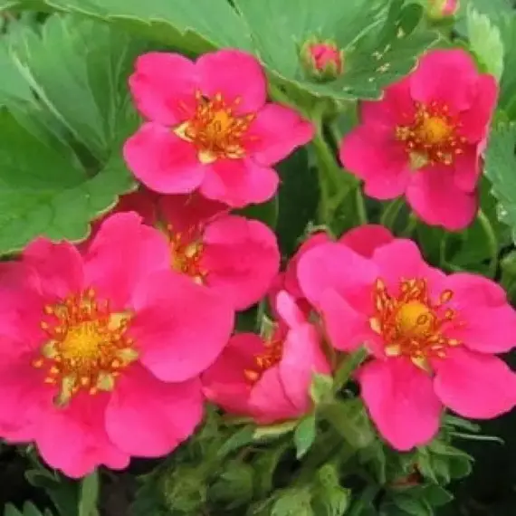 Земляника (Клубника) Липстик, изображение 2