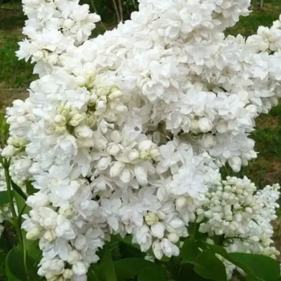 Сирень обыкновенная Советская Арктика, изображение 2