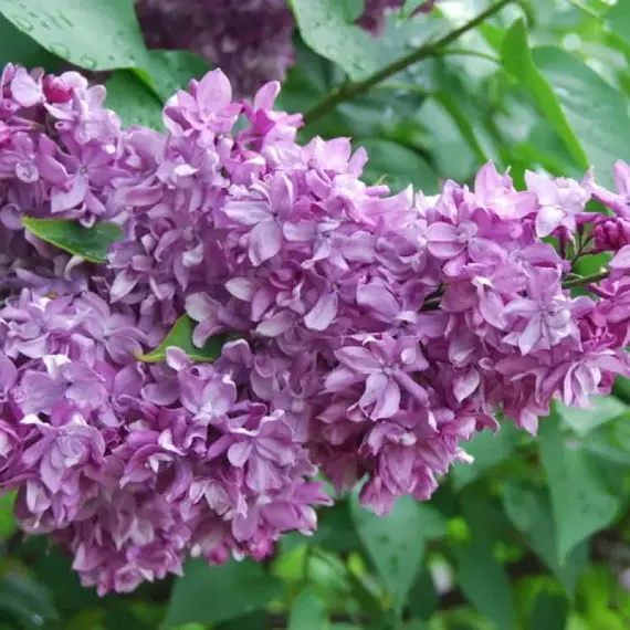 Сирень обыкновенная Утро России, изображение 2