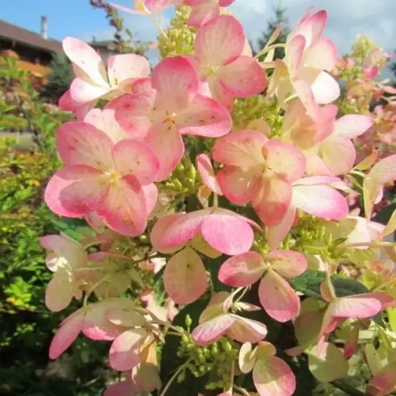 Гортензия метельчатая Ангел Блаш, изображение 3