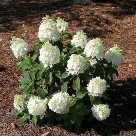 Гортензия метельчатая Бэби Лейс, изображение 3