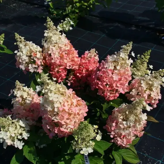 Гортензия метельчатая Бэби Лейс, изображение 2