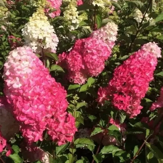 Гортензия метельчатая Фрайз Мелба, изображение 2