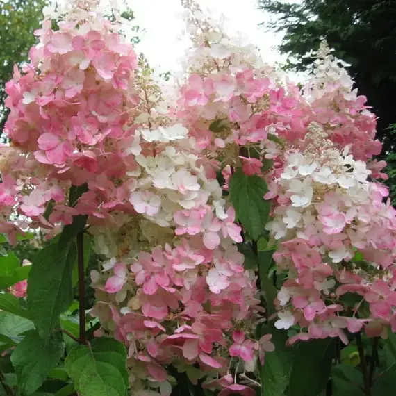 Гортензия метельчатая Пинк Леди, изображение 3