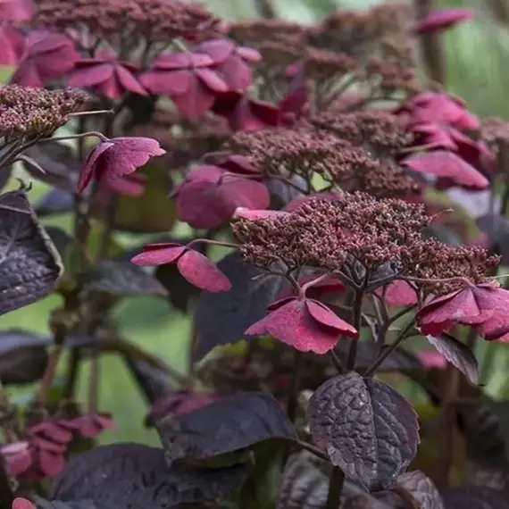 Гортензия пильчатая Даредевил, изображение 2