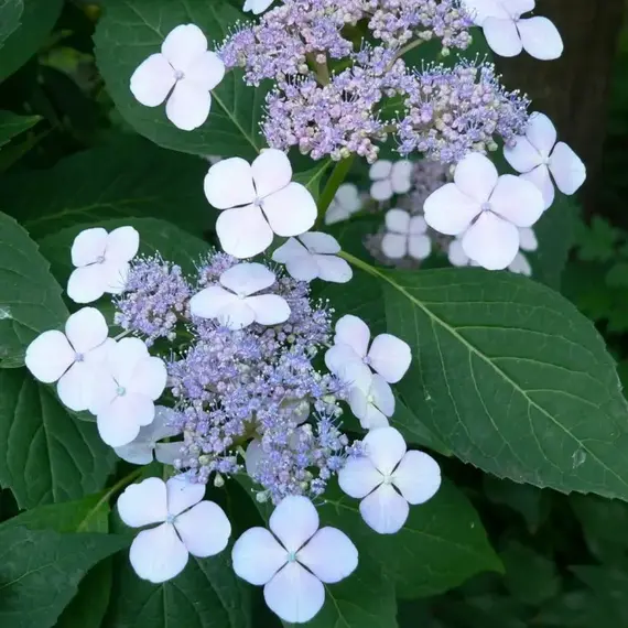 Гортензия пильчатая Блю Бёрд, изображение 2