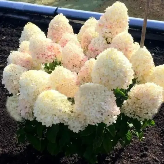 Гортензия метельчатая Шугар Раш, изображение 2