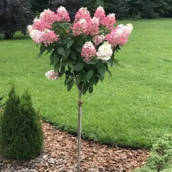Гортензия метельчатая на штамбе Пинки Винки, изображение 2