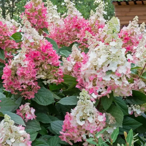 Гортензия метельчатая Пинки Винки, изображение 3