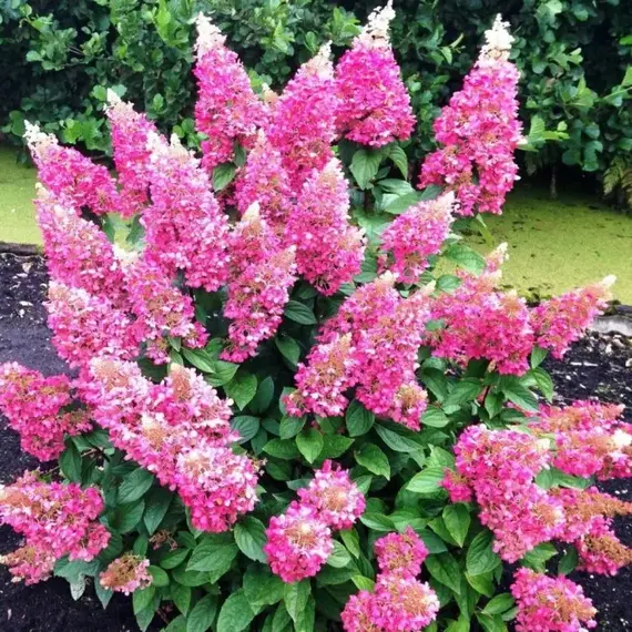 Гортензия метельчатая Пинки Винки, изображение 2