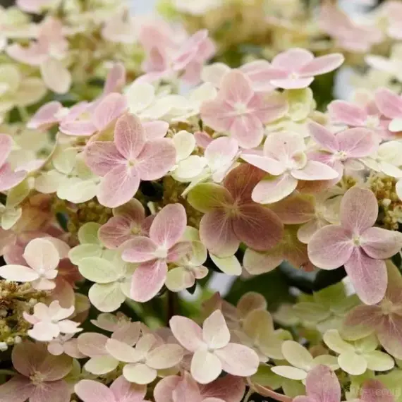 Гортензия метельчатая Полистар, изображение 2