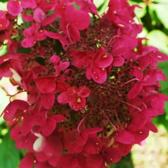 Гортензия метельчатая Прим Ред, изображение 2