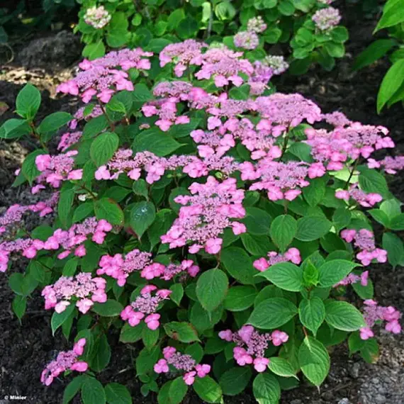 Гортензия пильчатая Авелроз, изображение 2