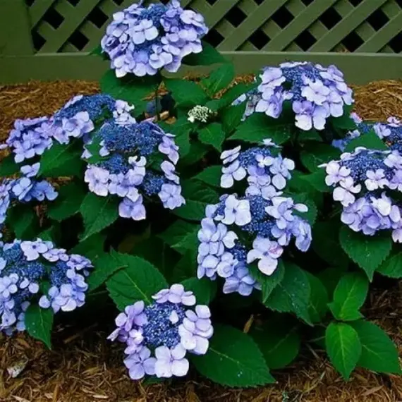 Гортензия пильчатая Саммер Глоу, изображение 2