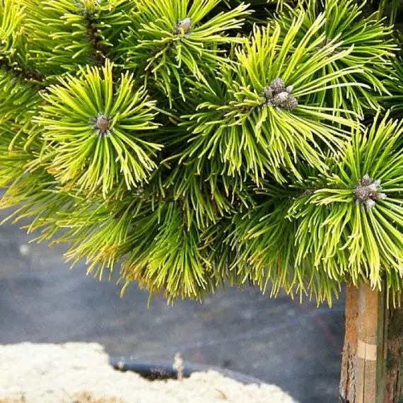 Сосна горная Карстен на штамбе, изображение 2