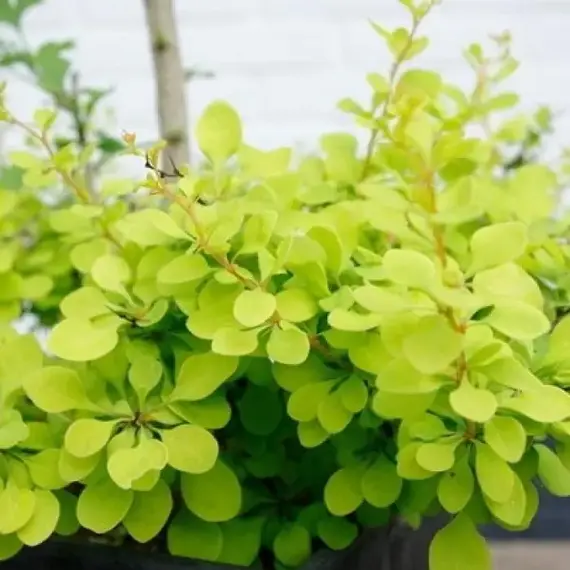 Барбарис тунберга Голден Горизонт, изображение 2