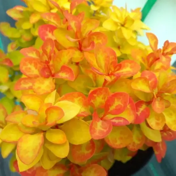 Барбарис тунберга, изображение 2