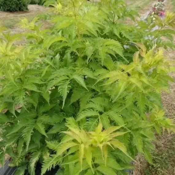 Бузина черная Серенада, изображение 2