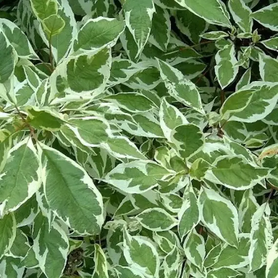 Дерен белый Айвори Хало, изображение 2