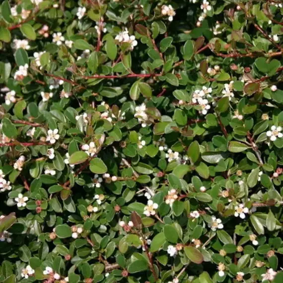 Кизильник гибридный, изображение 2