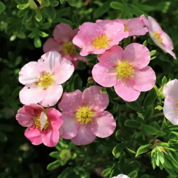 Лапчатка кустарниковая Нью Даун, изображение 2