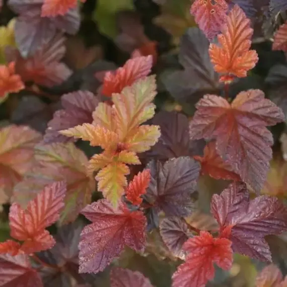 Пузыреплодник калинолистный Шух, изображение 2