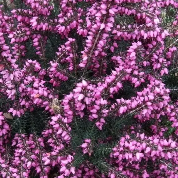 Вереск обыкновенный сиреневый микс, изображение 2