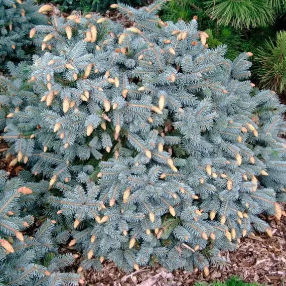 Ель колючая Герман Нау, изображение 2