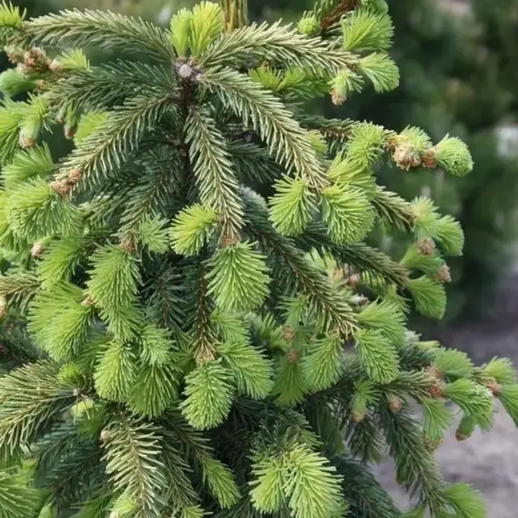 Ель обыкновенная Эренголд, изображение 2