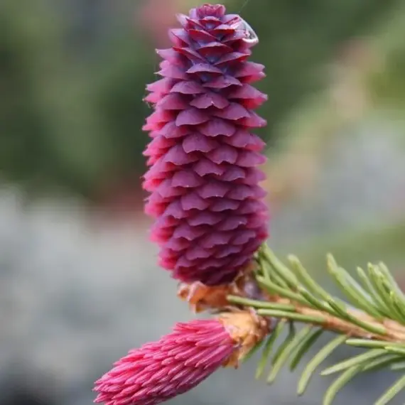 Ель обыкновенная Рыдал, изображение 2