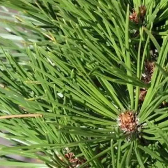 Сосна белокорая (Гельдрейха) Греция, изображение 2