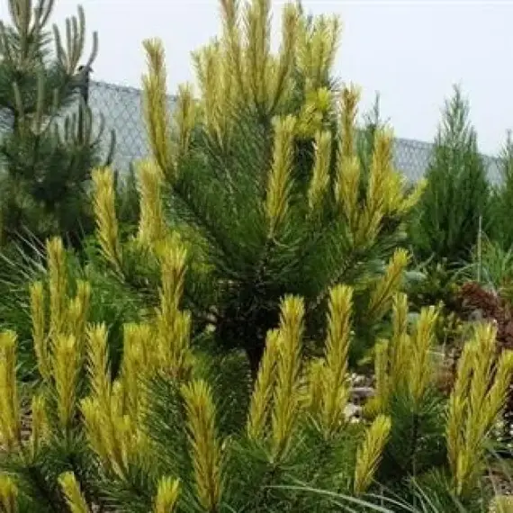 Сосна обыкновенная Биалогон, изображение 2