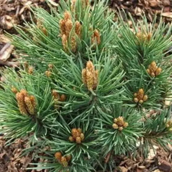 Сосна обыкновенная Френшем, изображение 2