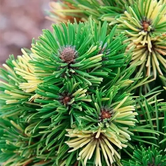 Сосна горная Альбовариегата Панох на штамбе, изображение 2