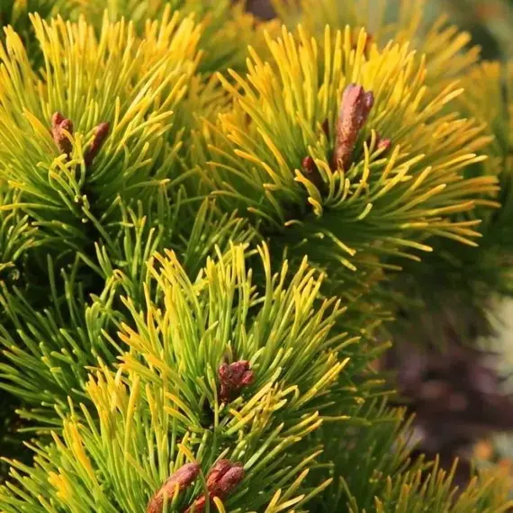 Сосна горная Литл Голд Стар, изображение 2