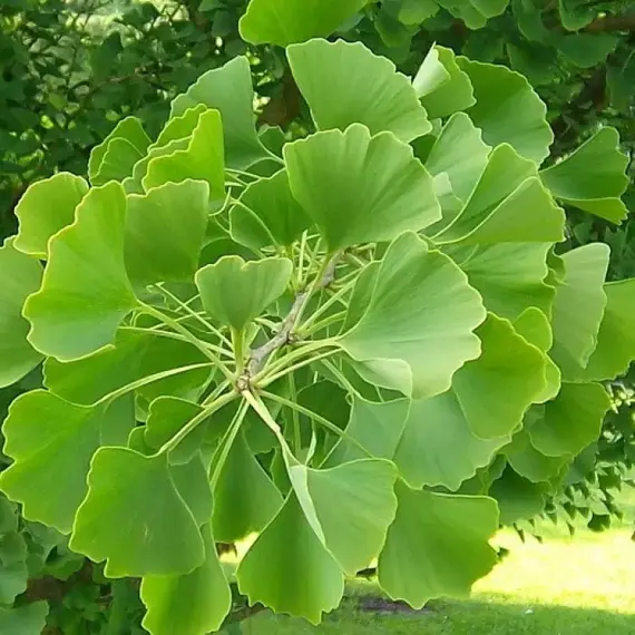 Гинкго билоба, изображение 2