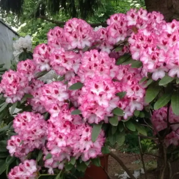 Рододендрон Хахманс Шарман, изображение 2