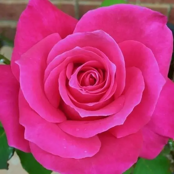 Роза чайно-гибридная Джакаранда, изображение 2