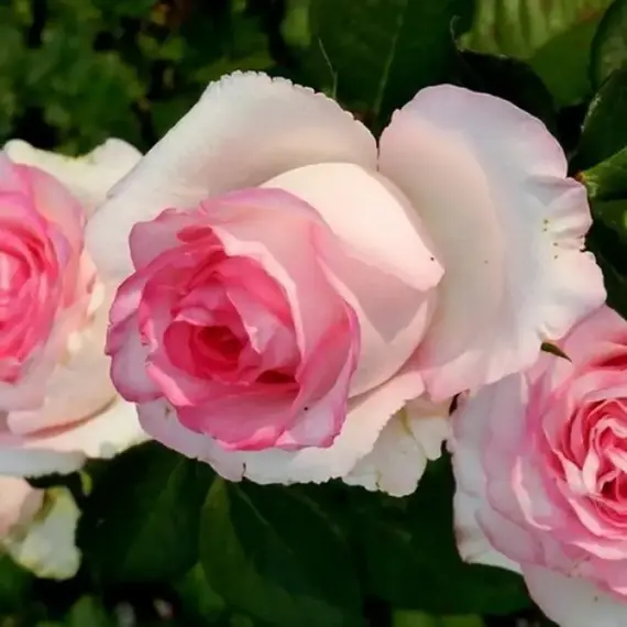 Роза чайно-гибридная Дольче Вита, изображение 2