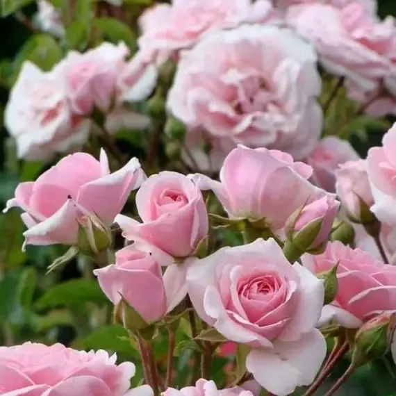 Роза флорибунда Диадем, изображение 2