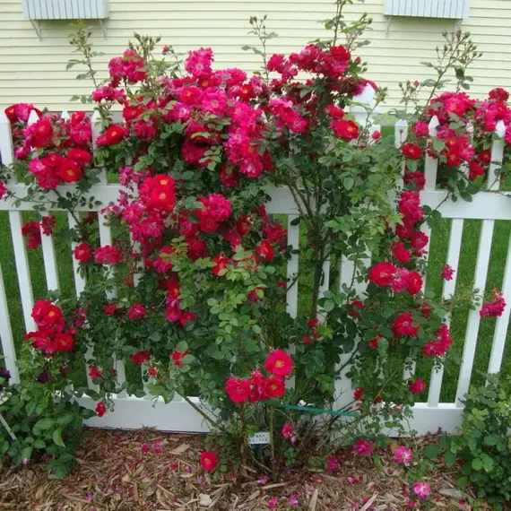 Роза канадская Генри Келси корнесобственная, изображение 2