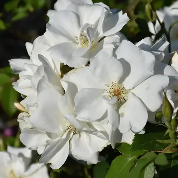 Роза канадская Моден Сноубьюти корнесобственная, изображение 2