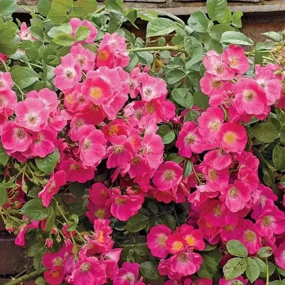 Роза канадская Вильям Бут корнесобственная, изображение 2