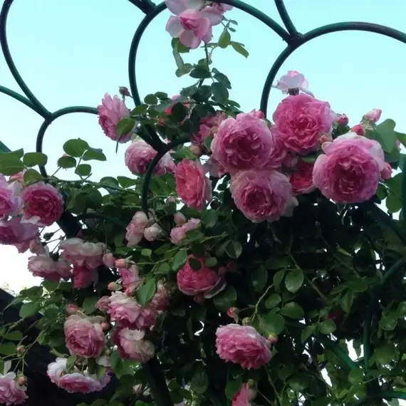 Роза плетистая Декор, изображение 2