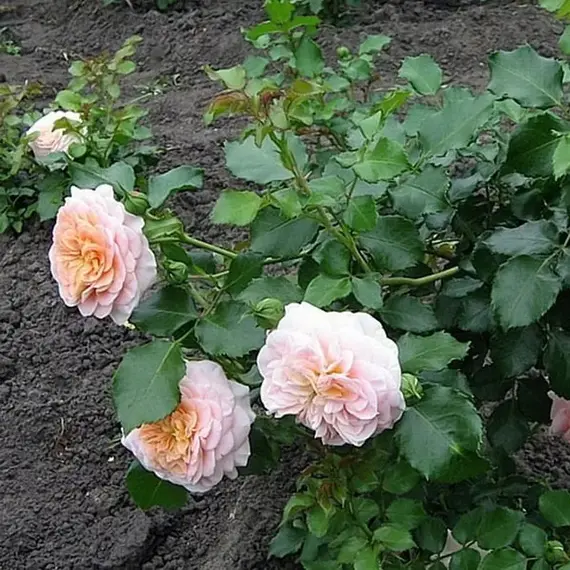 Роза почвопокровная Концерто, изображение 2