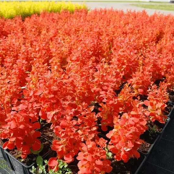 Барбарис тунберга Оранж Айс, изображение 2