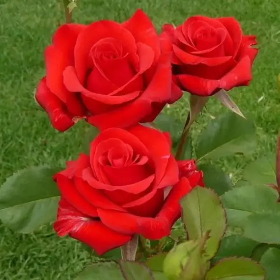 Роза на штамбе Кардинал, изображение 2