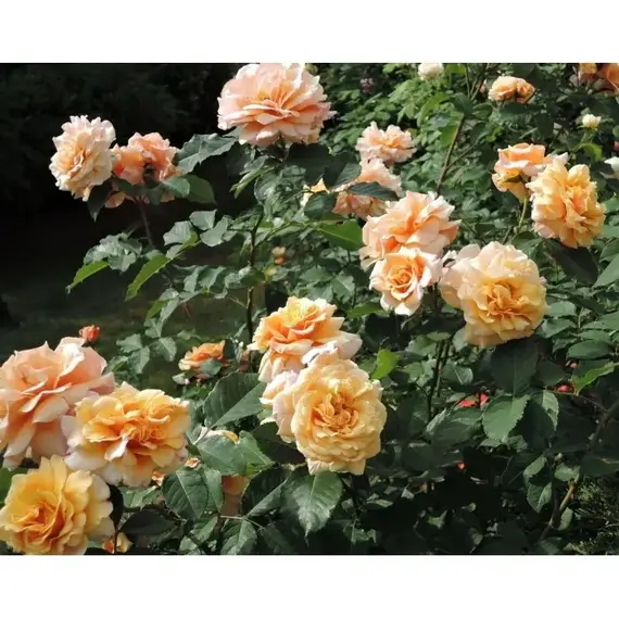 Роза грандифлора Карамелла, изображение 2