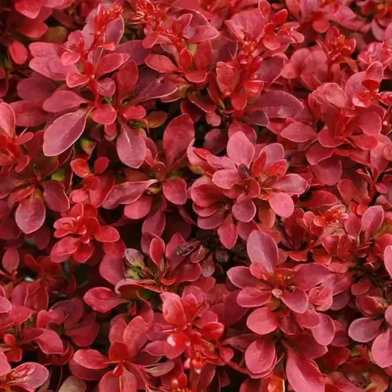 Барбарис тунберга Ред Компакт, изображение 2